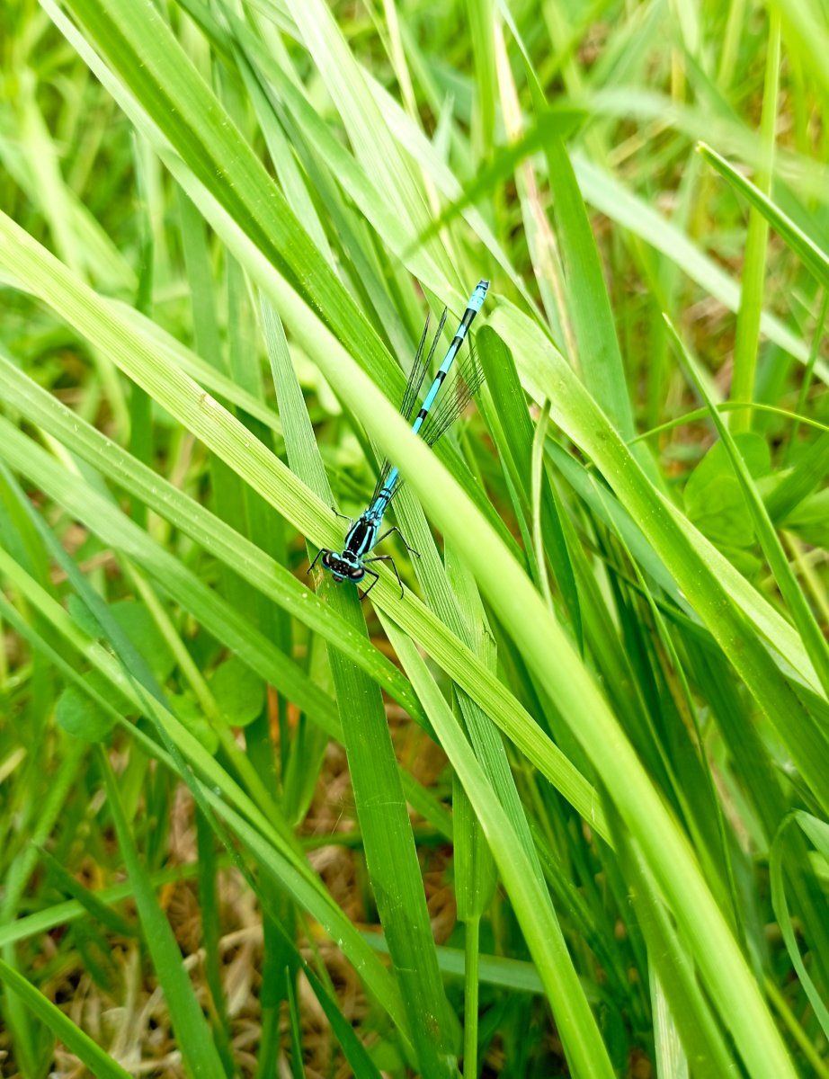 Dragonfly