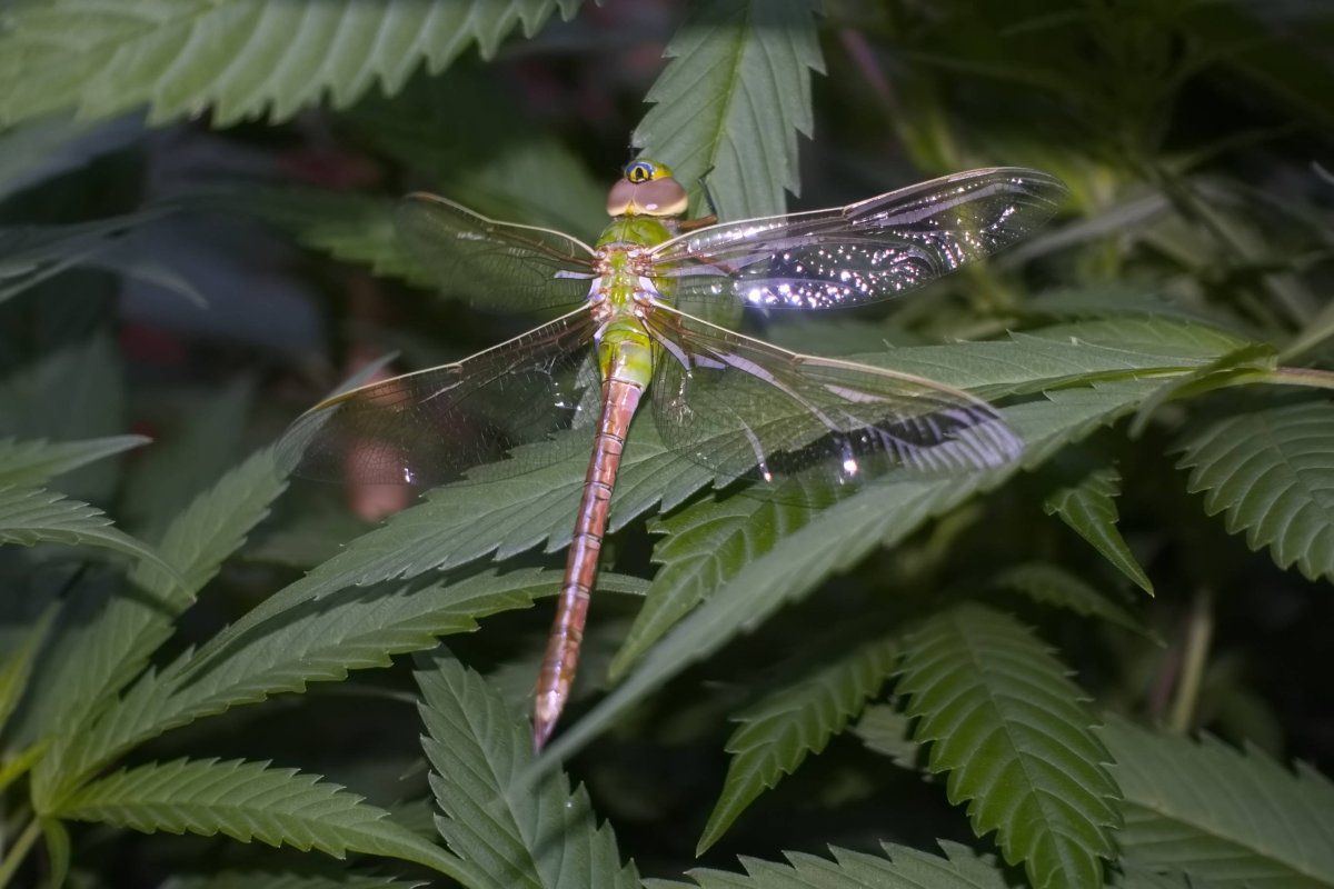 Dragonfly1