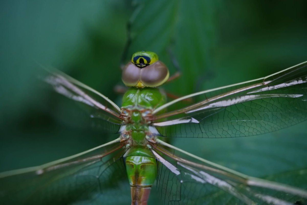 Dragonfly2