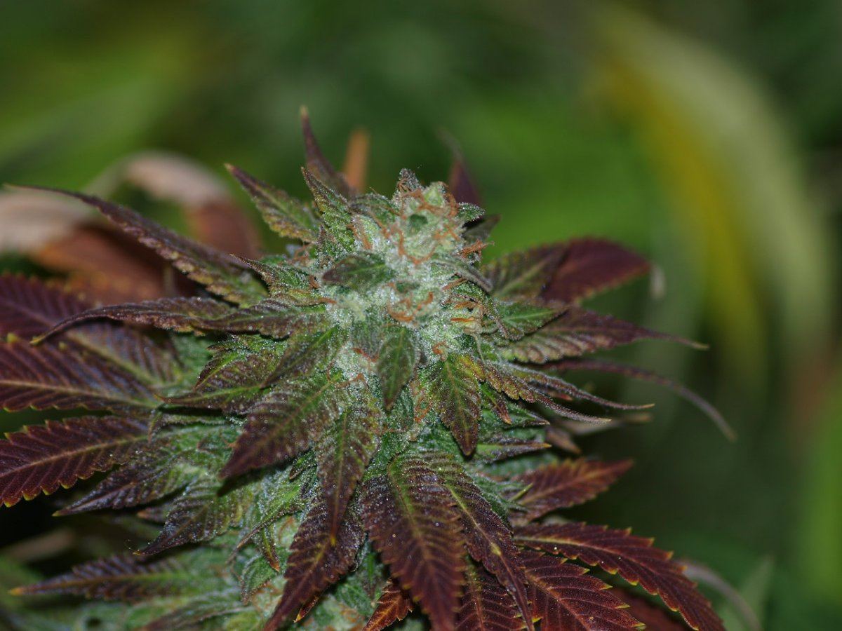 Dragons breath
