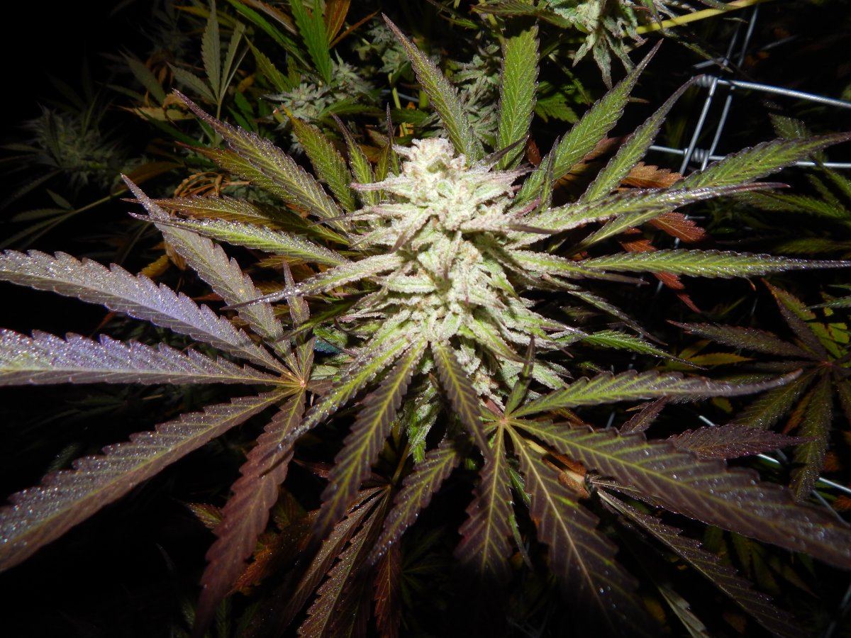 Dragons slyme 003