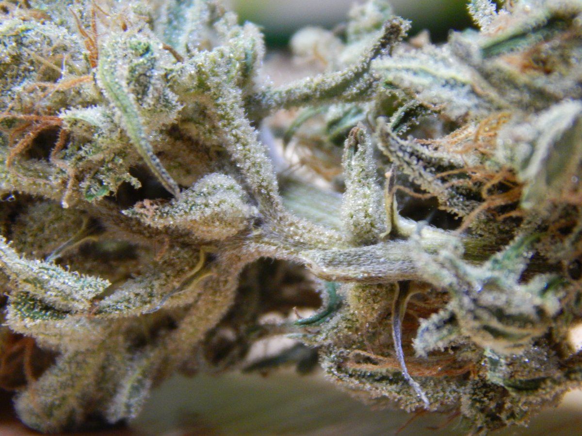 Dragons slyme 2 013