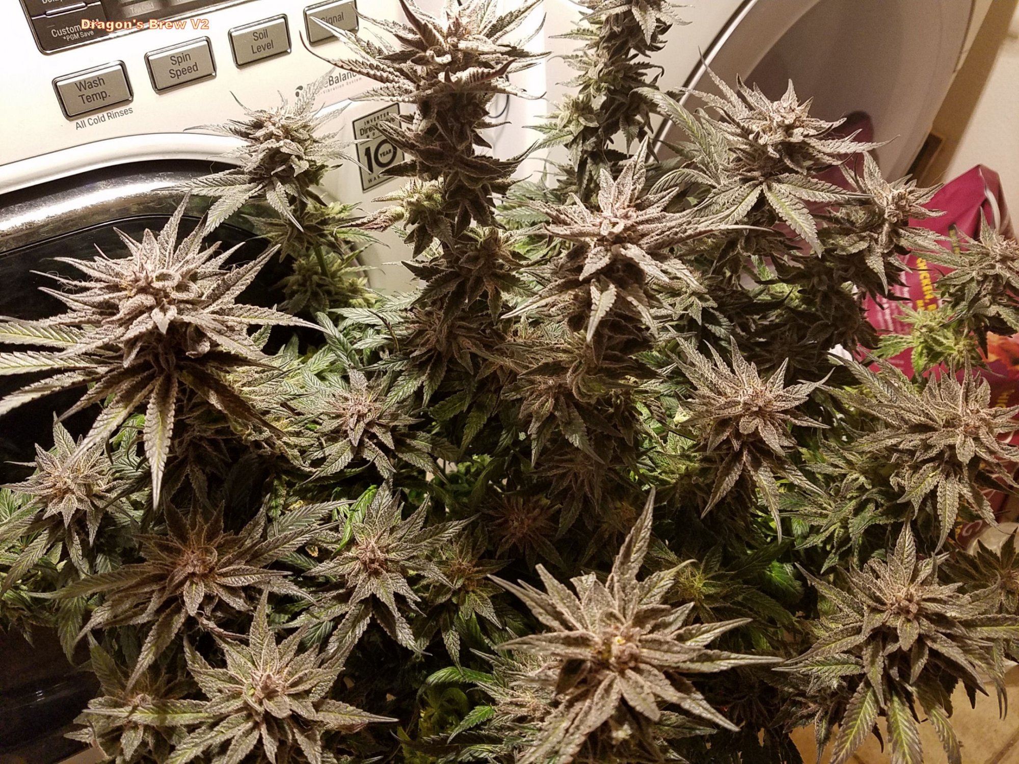 Dragons Stash V2