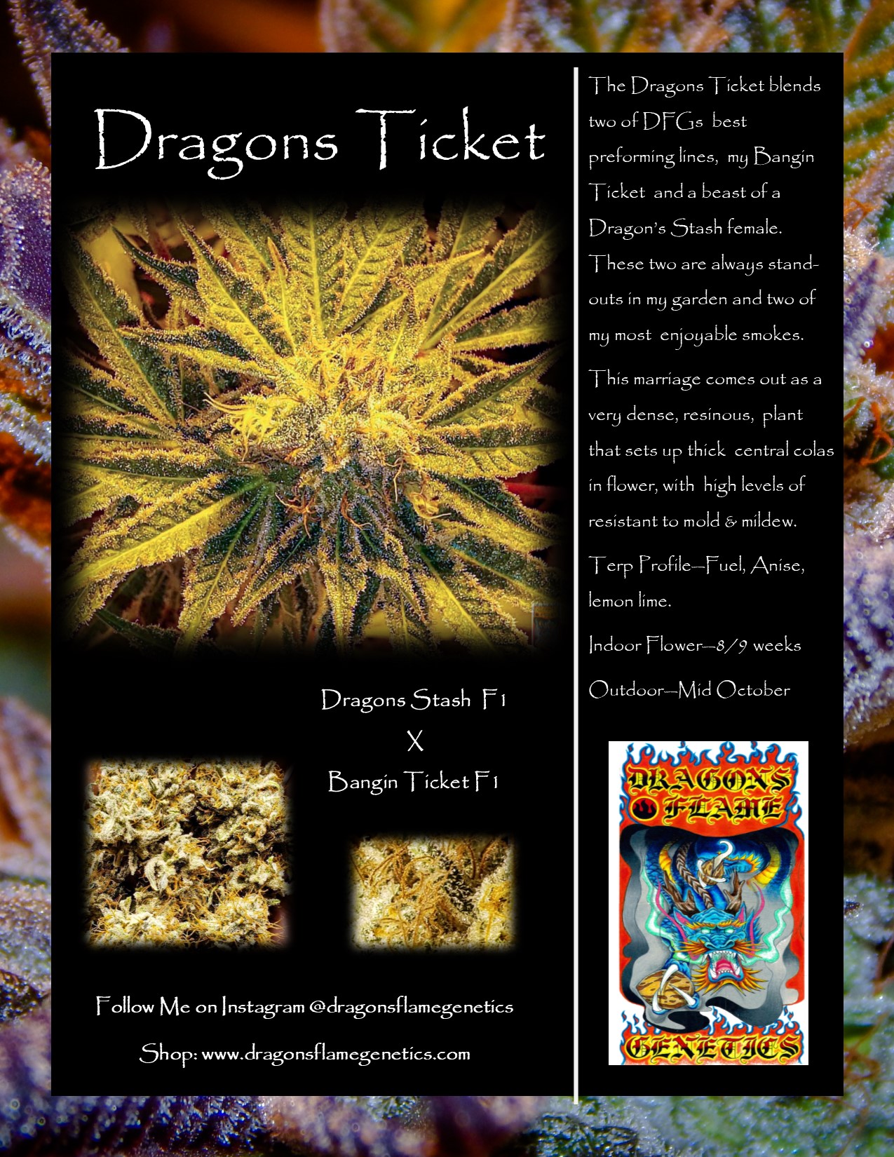 Dragons ticket
