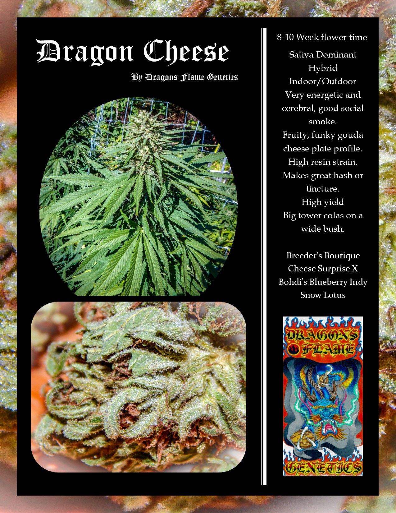 Dragons Flame Genetics   Dragon Cheese