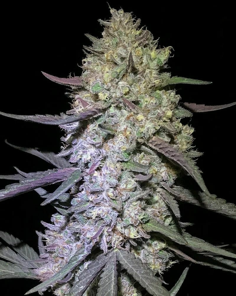 Dragonsflamegenetics 1608323961613