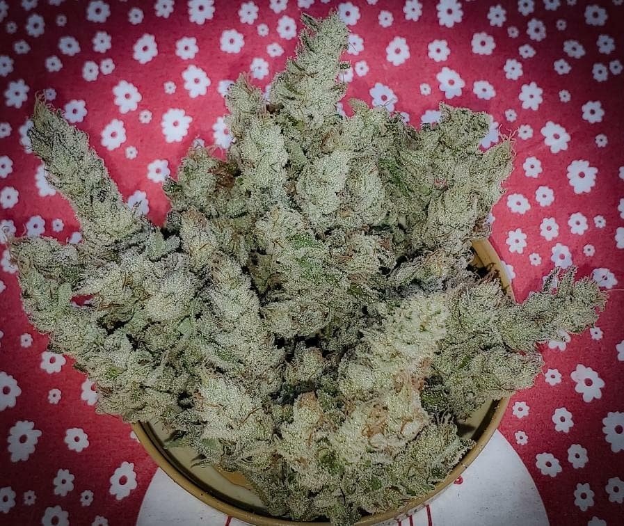 Dragonsflamegenetics 1608323982305