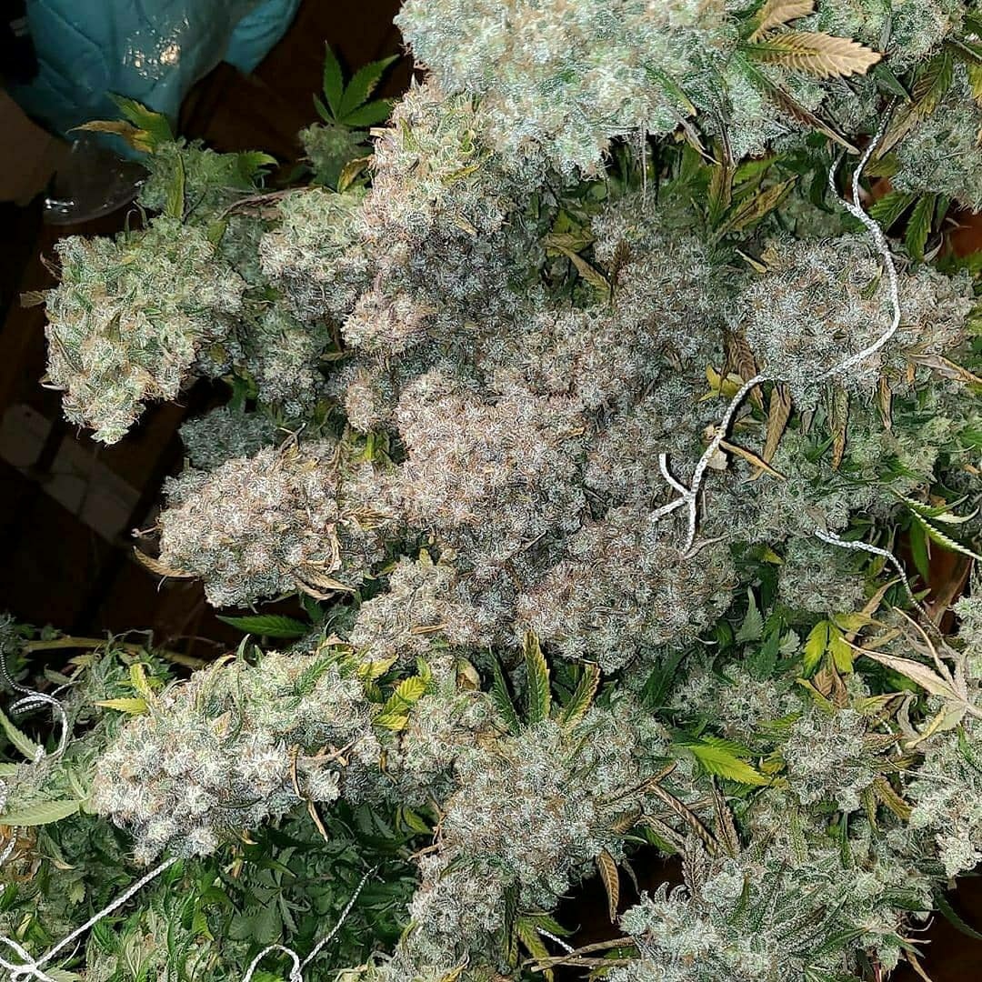 Dragonsflamegenetics 16153343464202