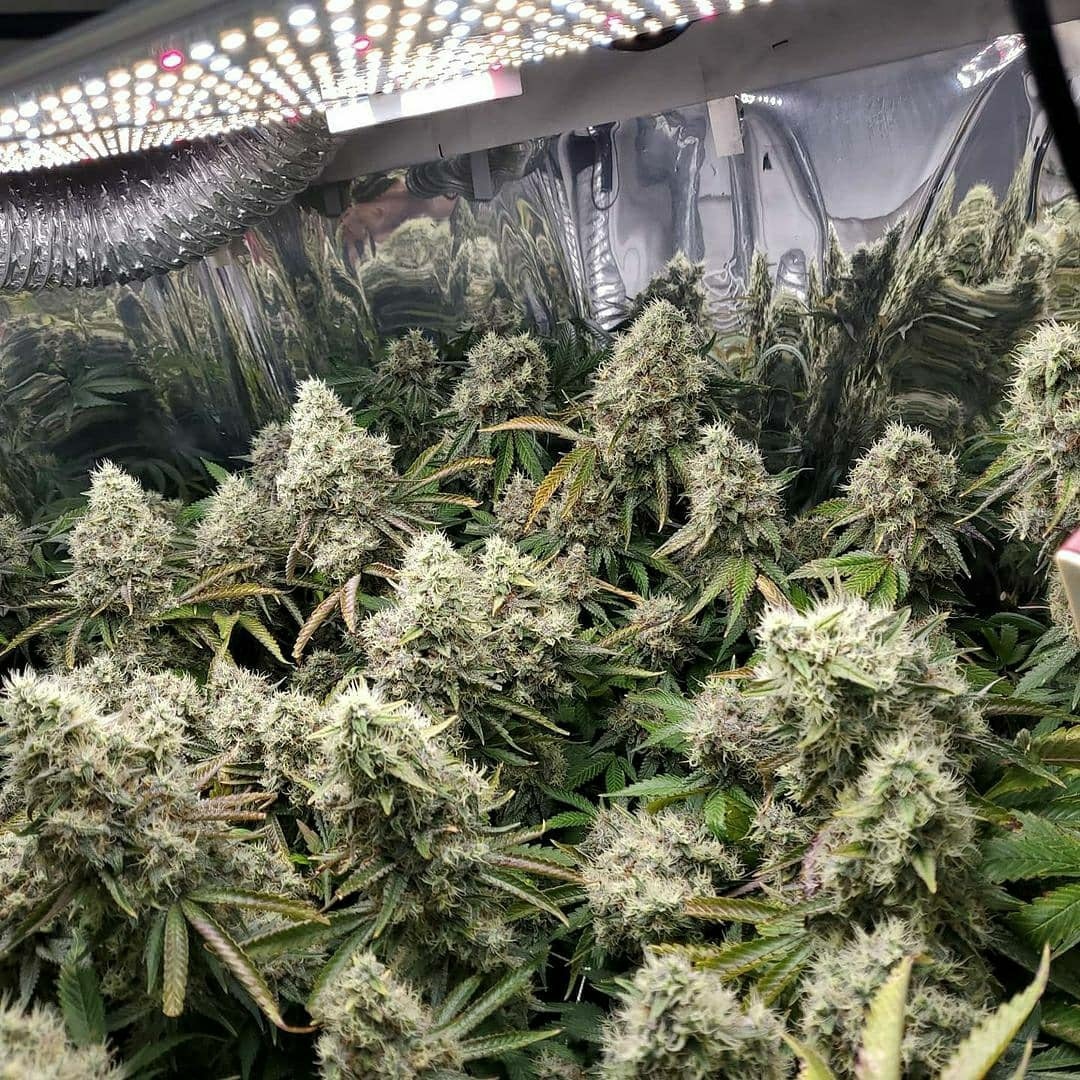 Dragonsflamegenetics 16153344355602