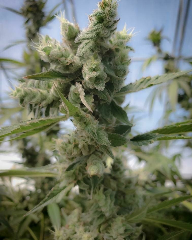 Dragonsflamegenetics 16153347618180