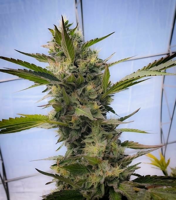 Dragonsflamegenetics 16153347618181