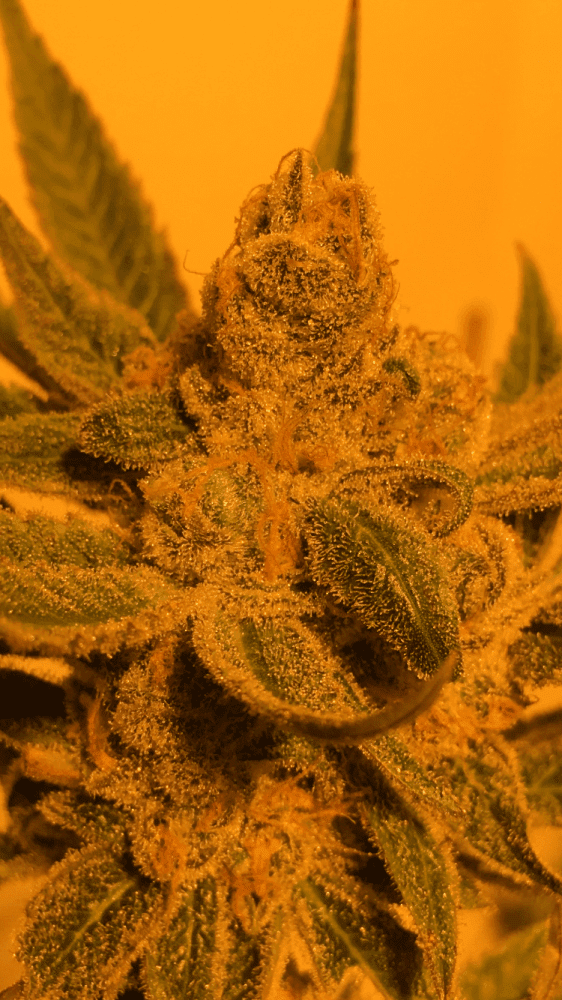 Dream cookie 3