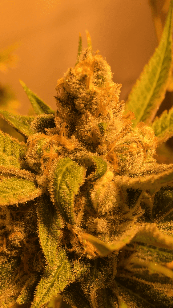Dream cookie 4