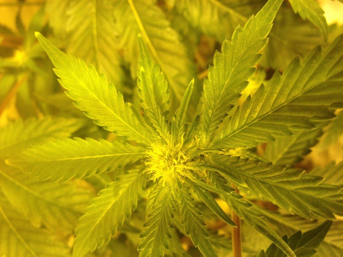 Dream n sour side bud day28 wait for explosion though