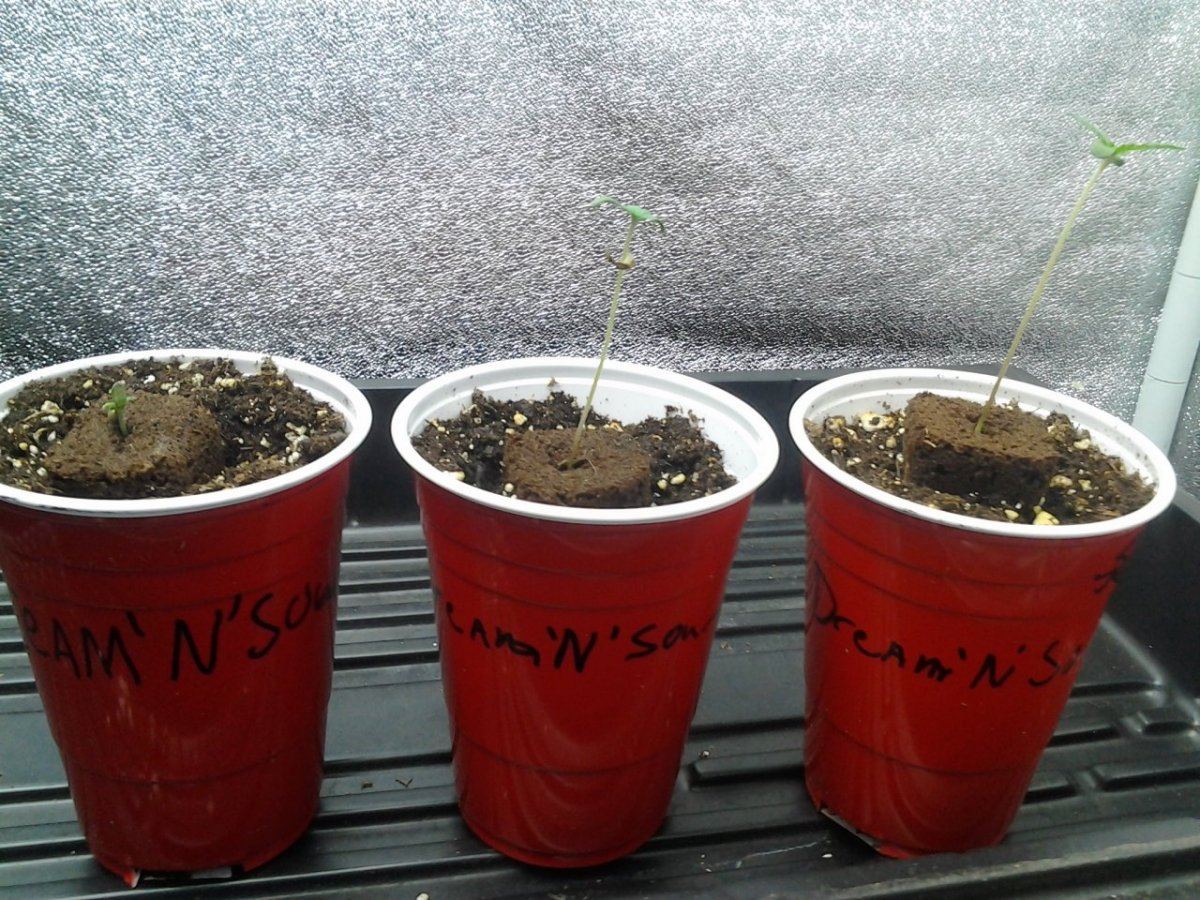 Dream n sour   test run