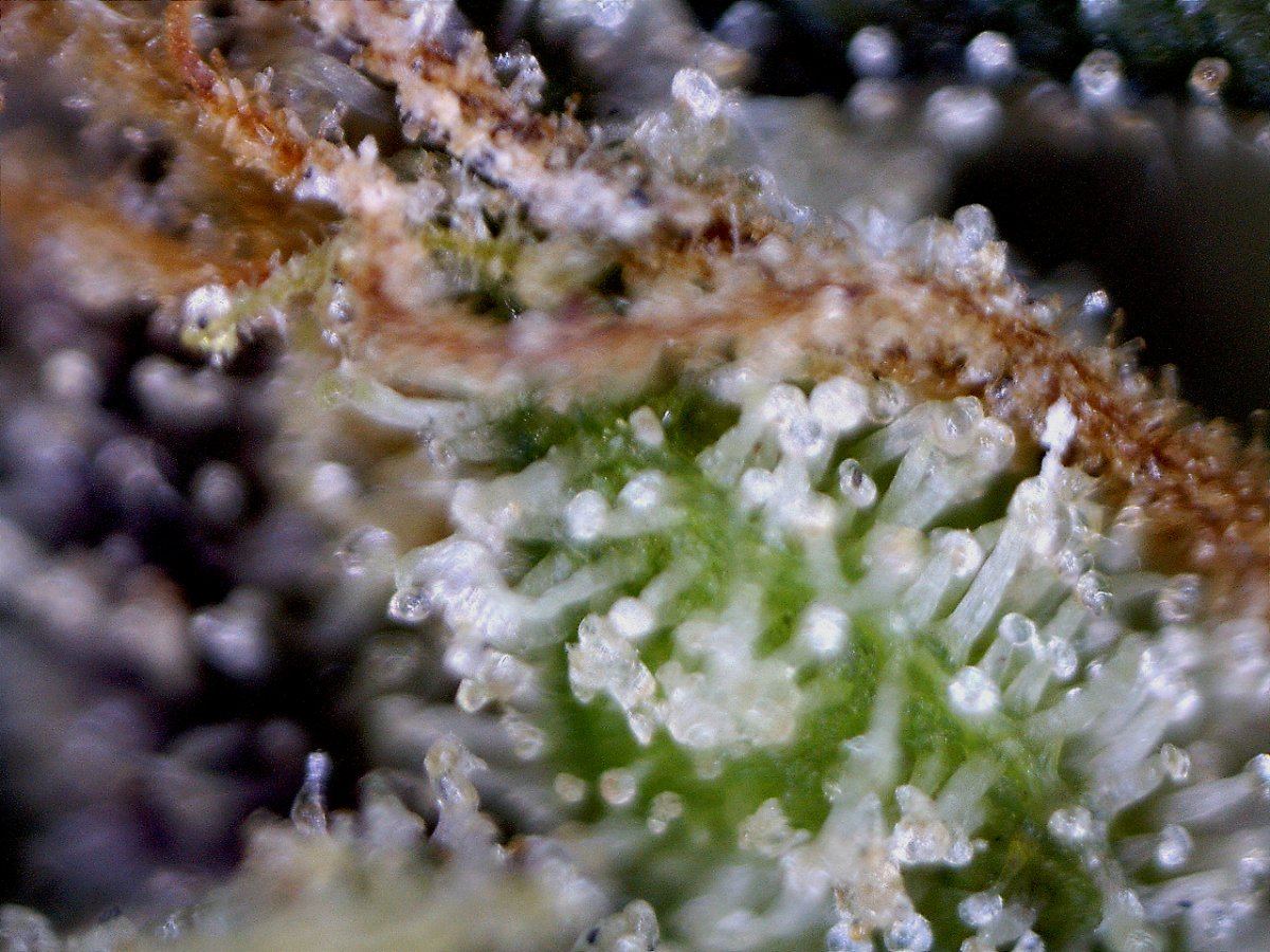 Dreamstar91 9 200xmacrotrics