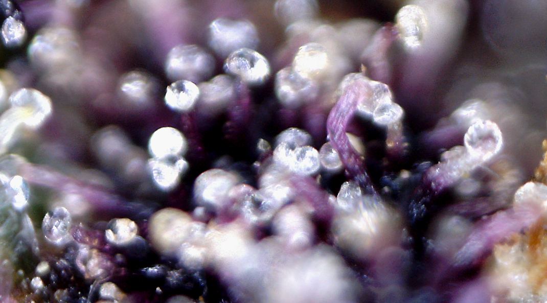 Dreamstar91macro 200x