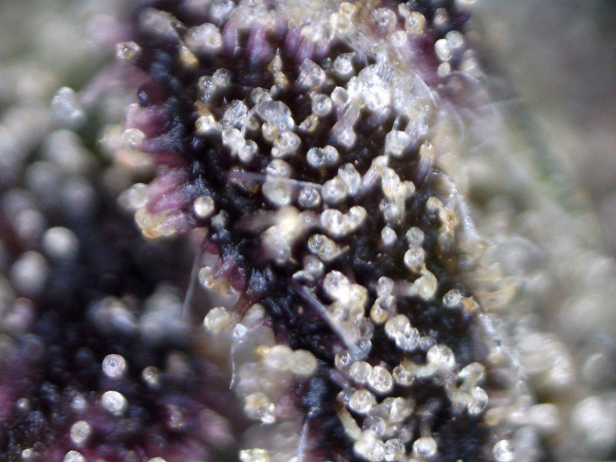 Dreamstar91macro 4 200x