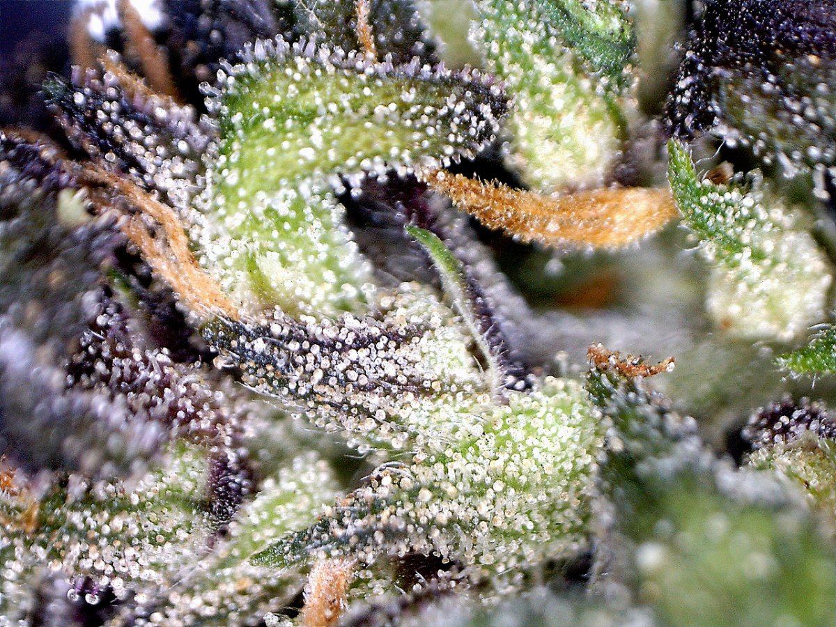 Dreamstar91macro 6 100x