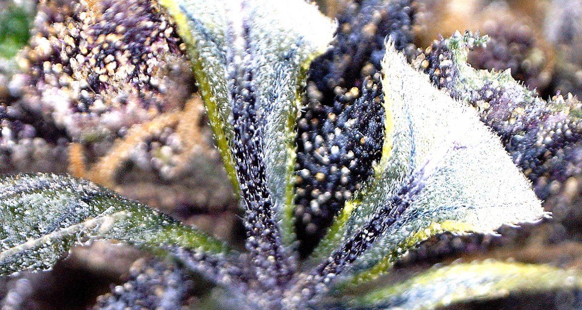 Dreamstar91macroleaf 100x