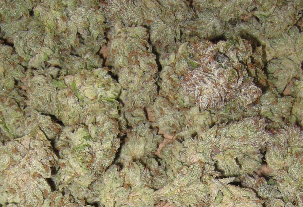 Dried AGV1