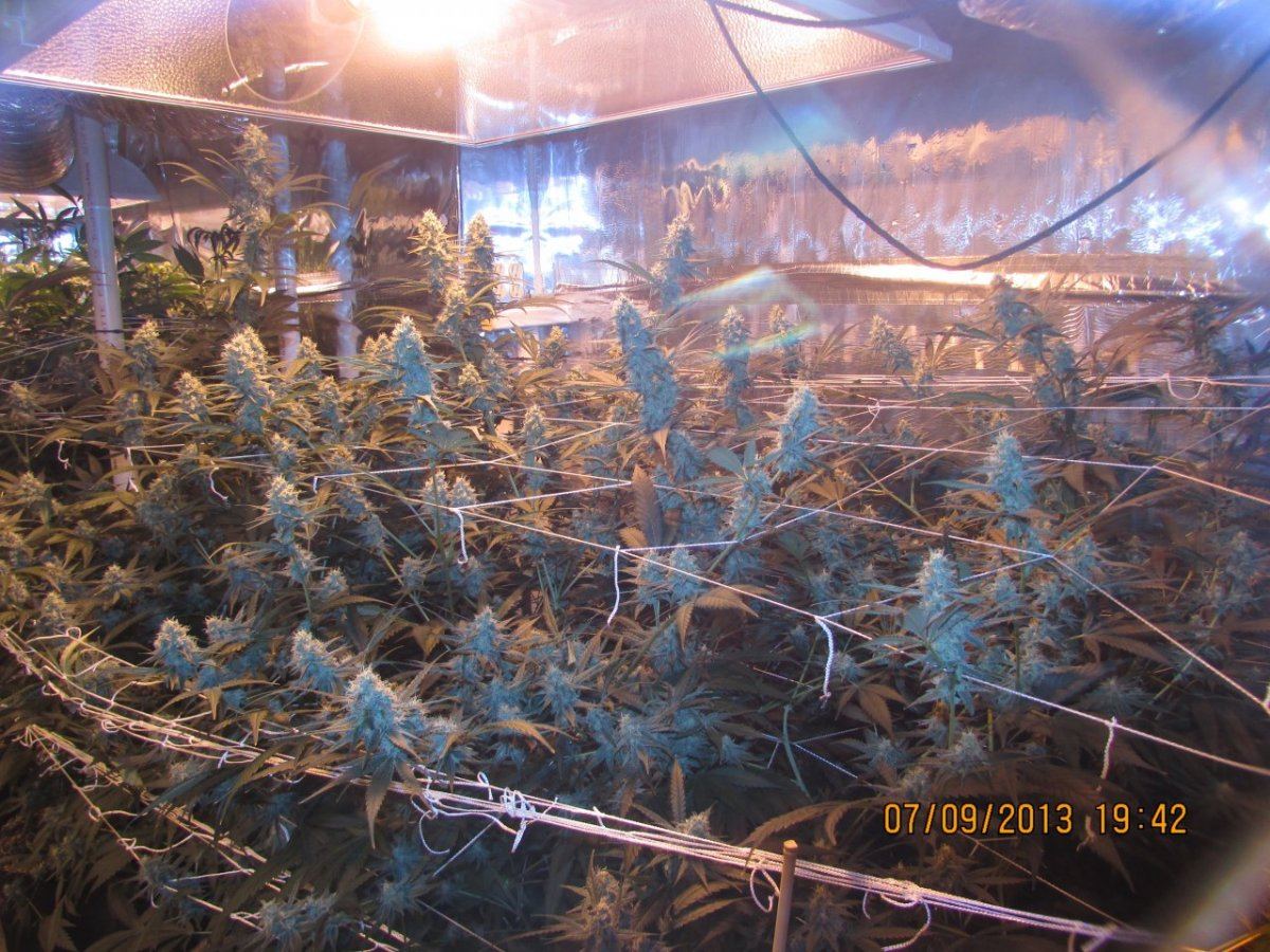 Dried and such 008