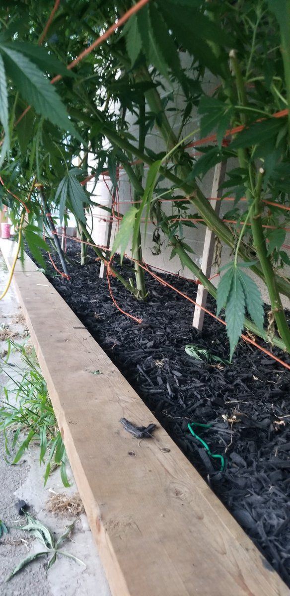 Drip irrigation and auto injector question