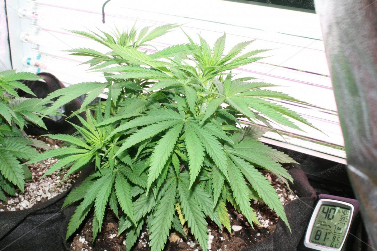 Drjs plot 2k14 3