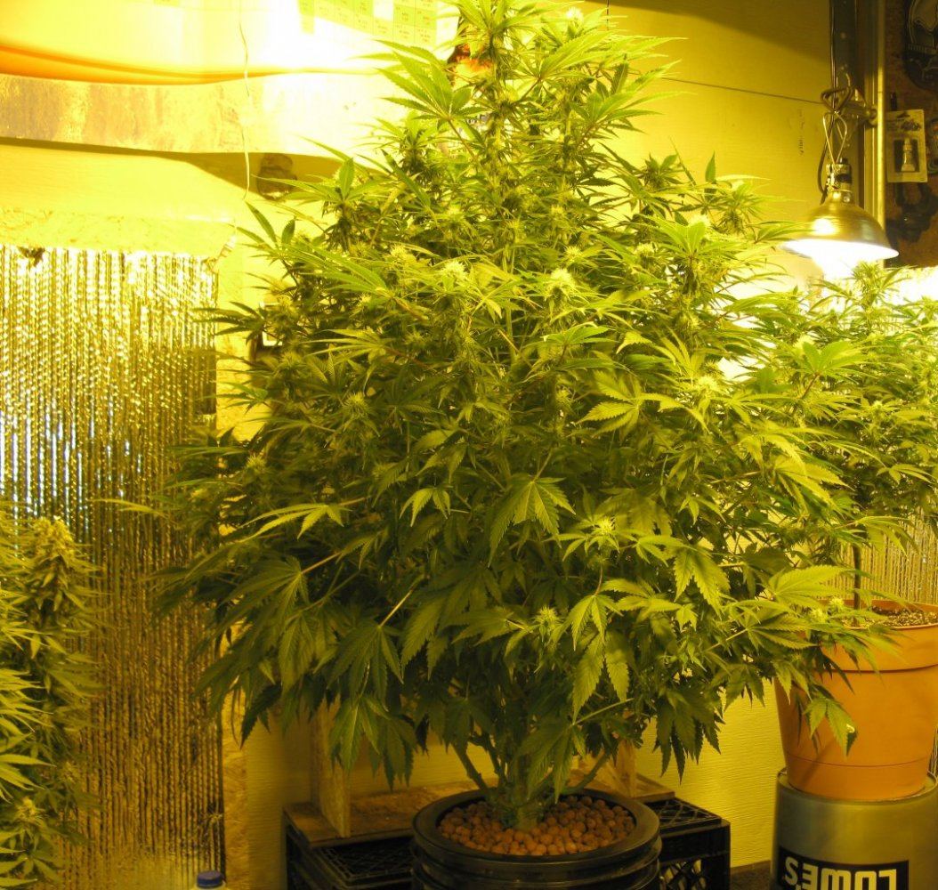 Dro bucket wk 2