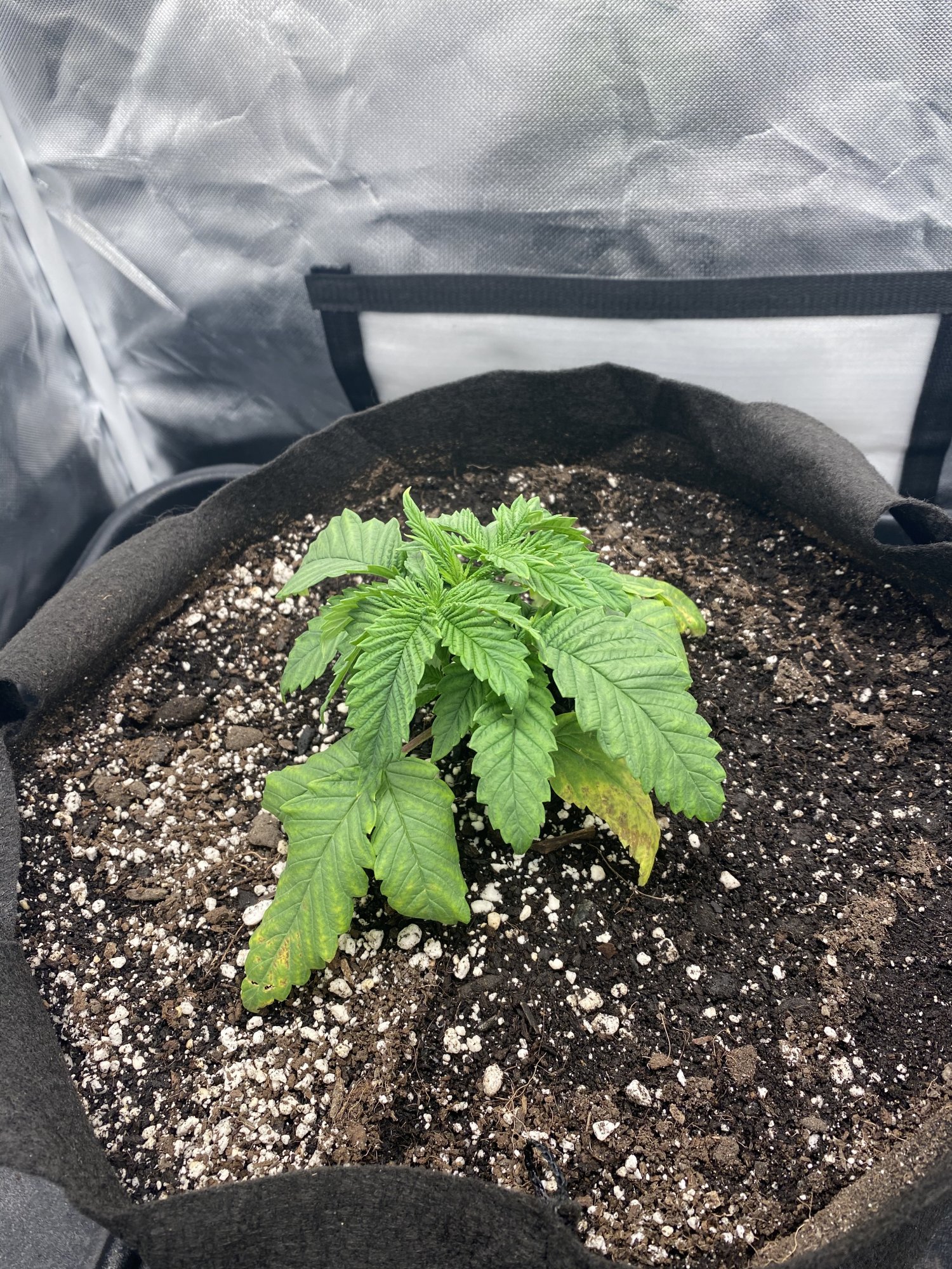 Droop and slow growth after transplant 2