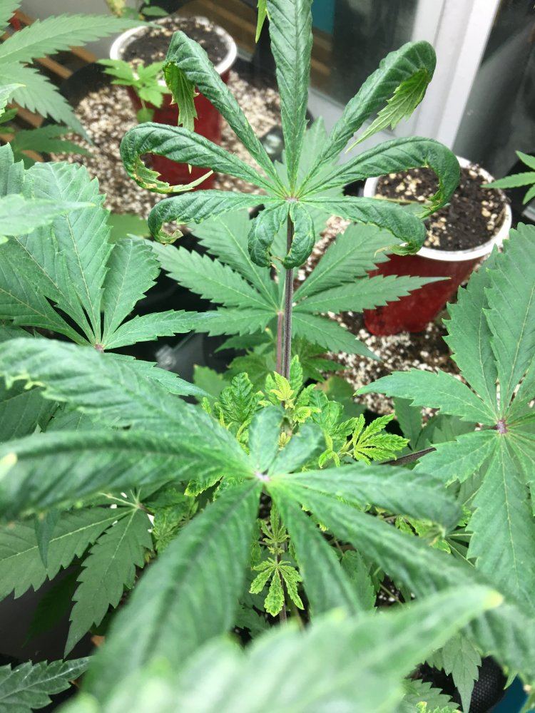 Drooping dying plant help me diagnose please 3