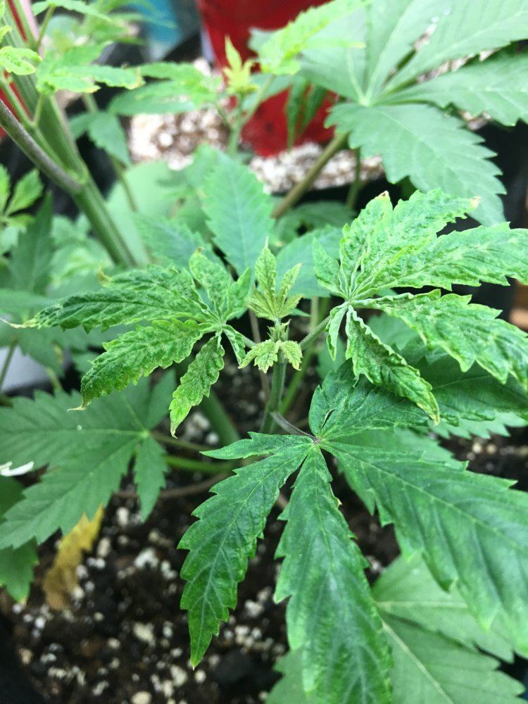 Drooping dying plant help me diagnose please 4