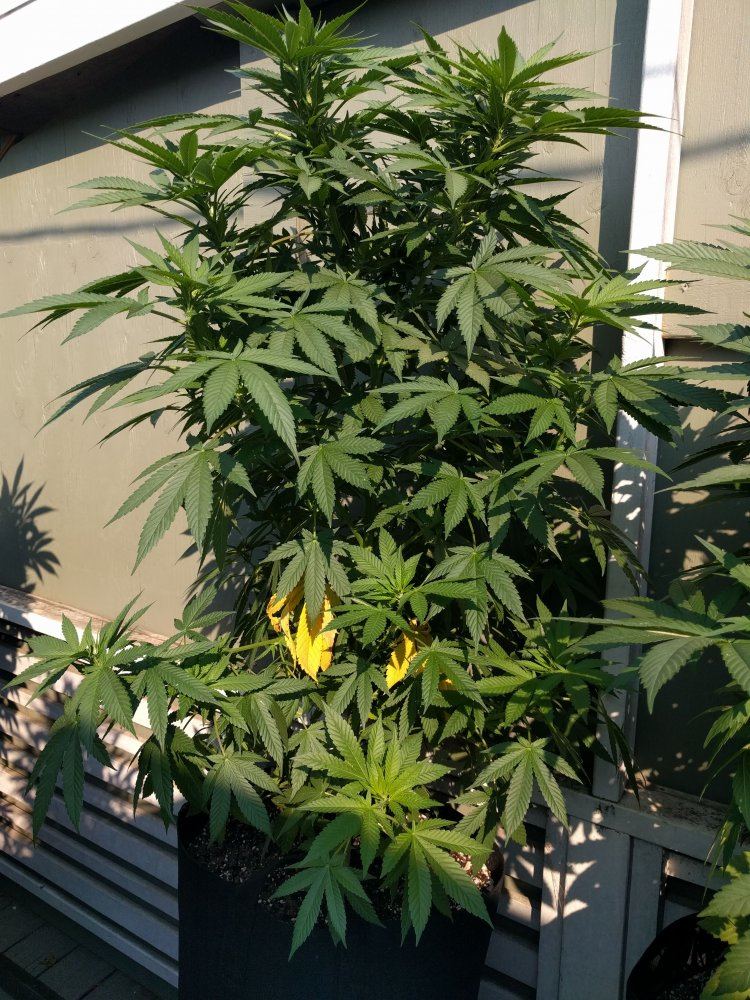 Drooping lower fan leaves outdoor   very confused 3