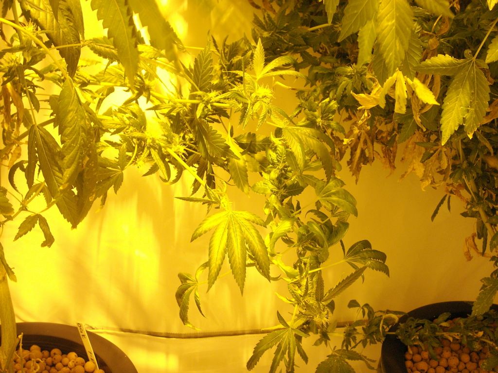 Drooping plants need advice from the pros 6