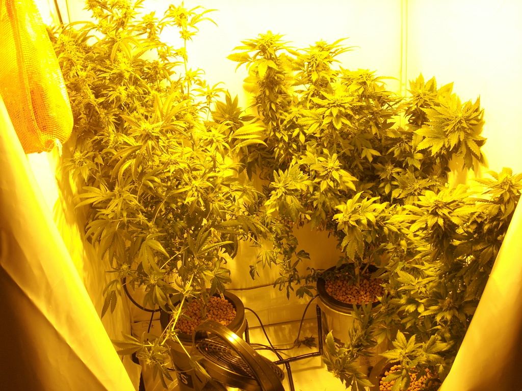 Drooping plants need advice from the pros 7