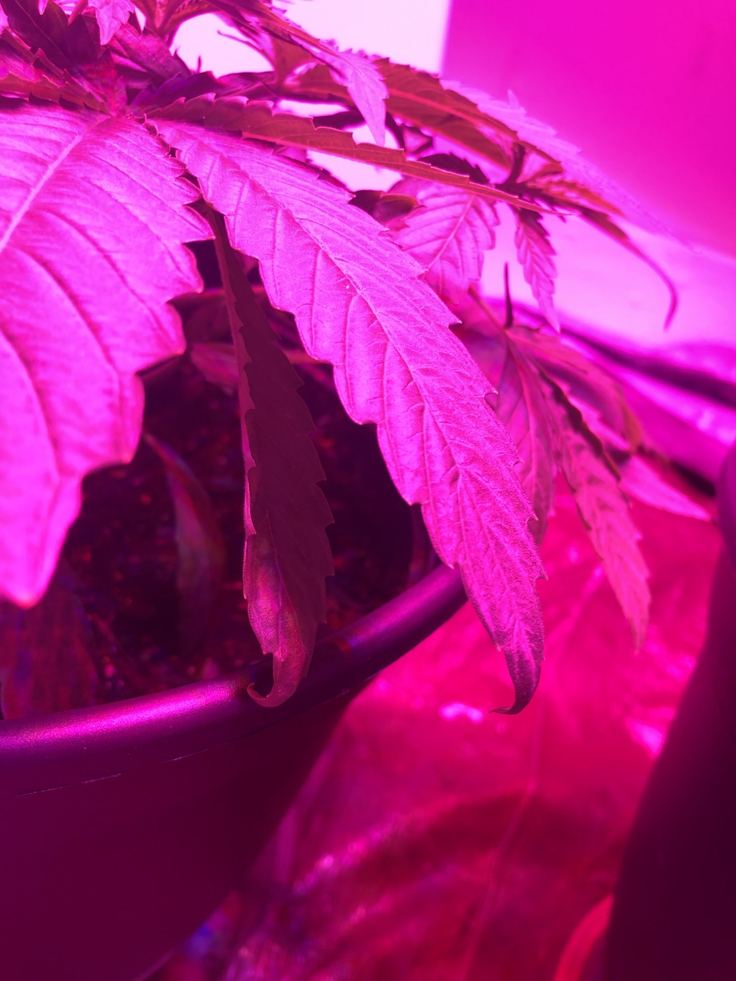 Drooping points and v shaped leaves 3