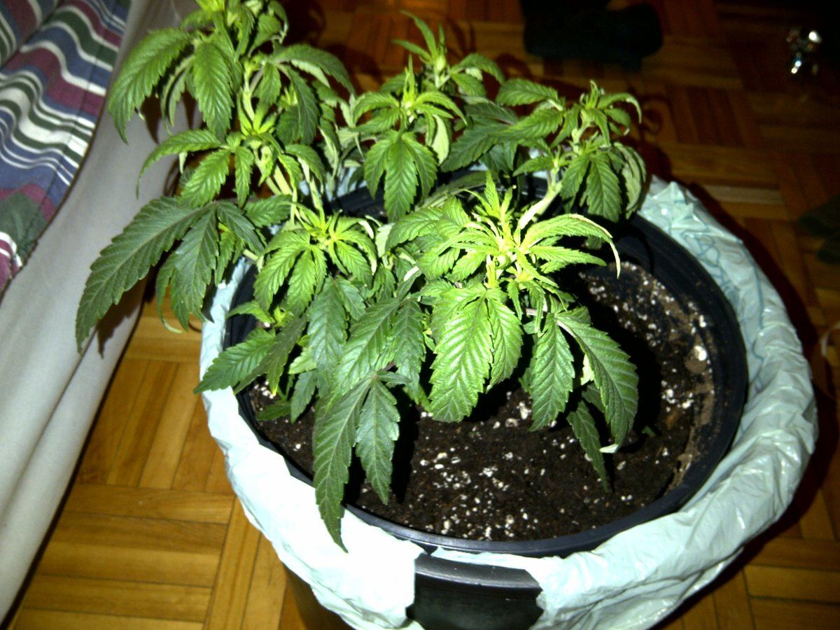 Droopy after transplant