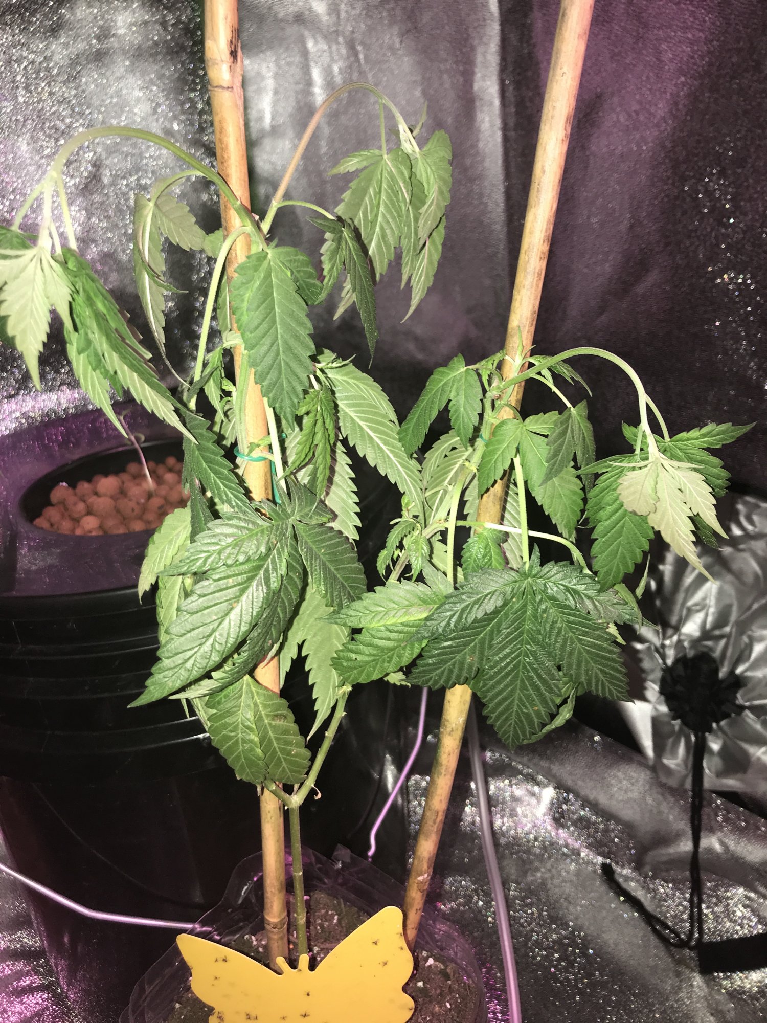 Droopy hydroponicsoil cannabis plant need help plz 2
