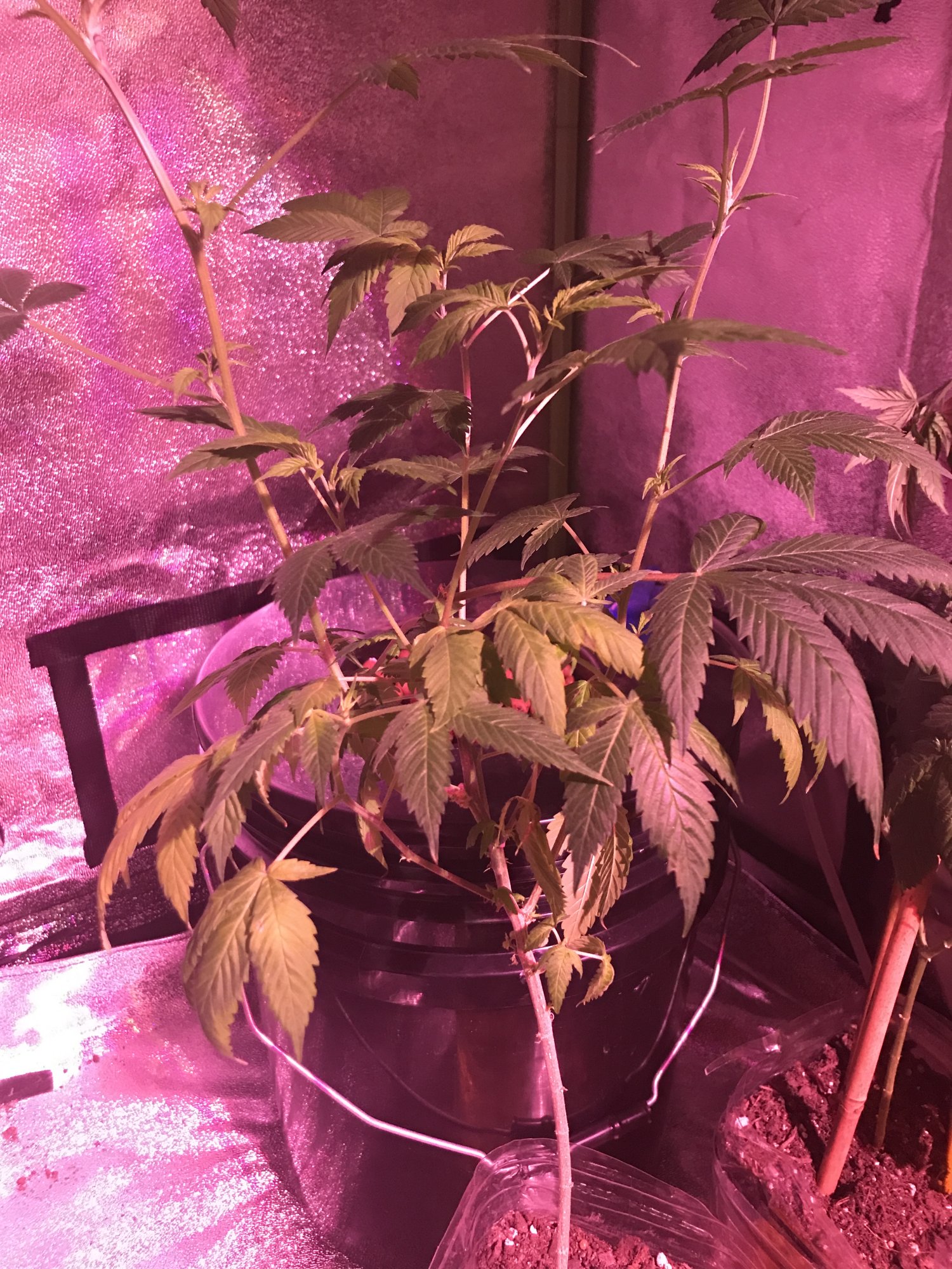Droopy hydroponicsoil cannabis plant need help plz 3