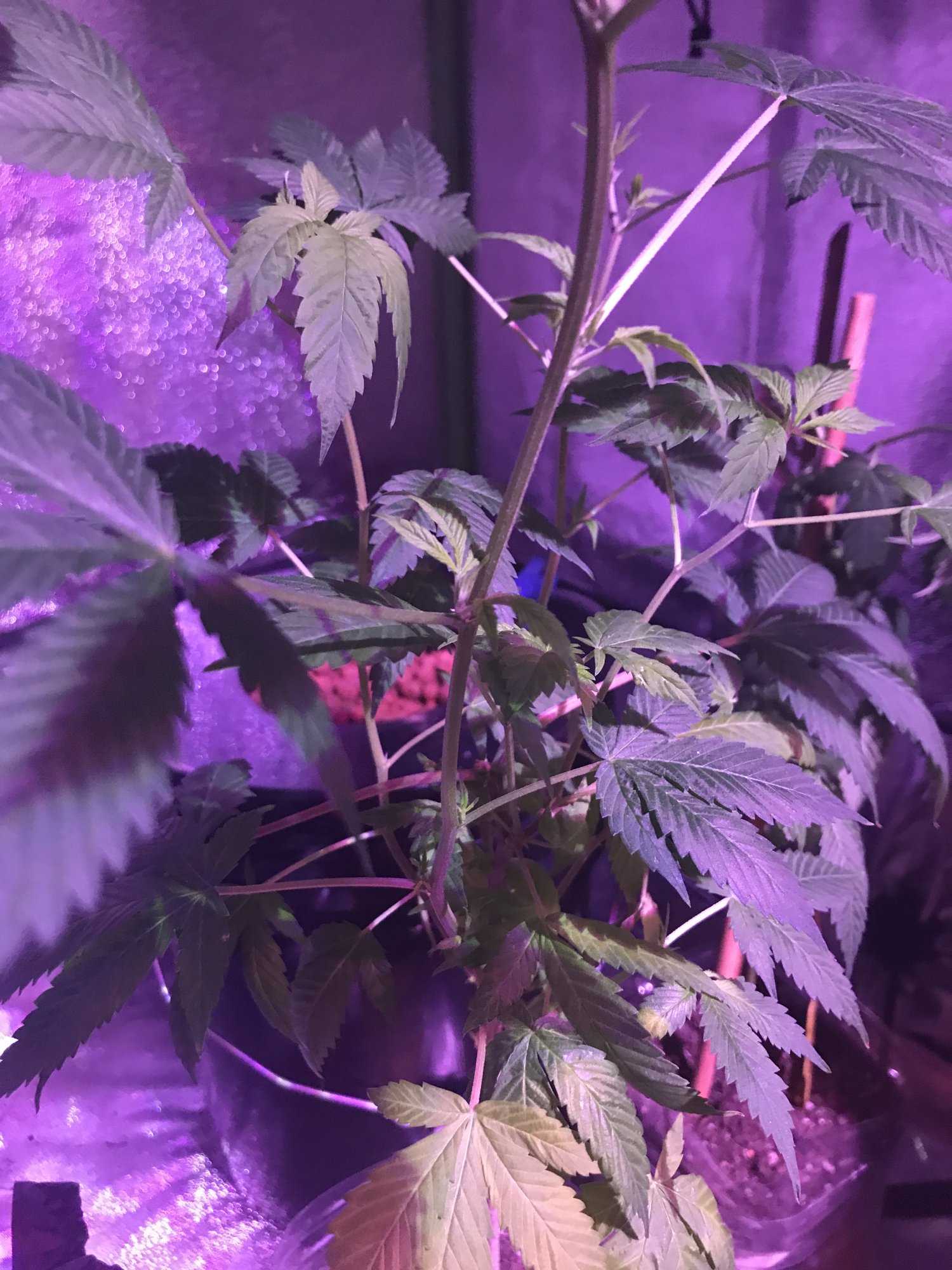 Droopy hydroponicsoil cannabis plant need help plz 4
