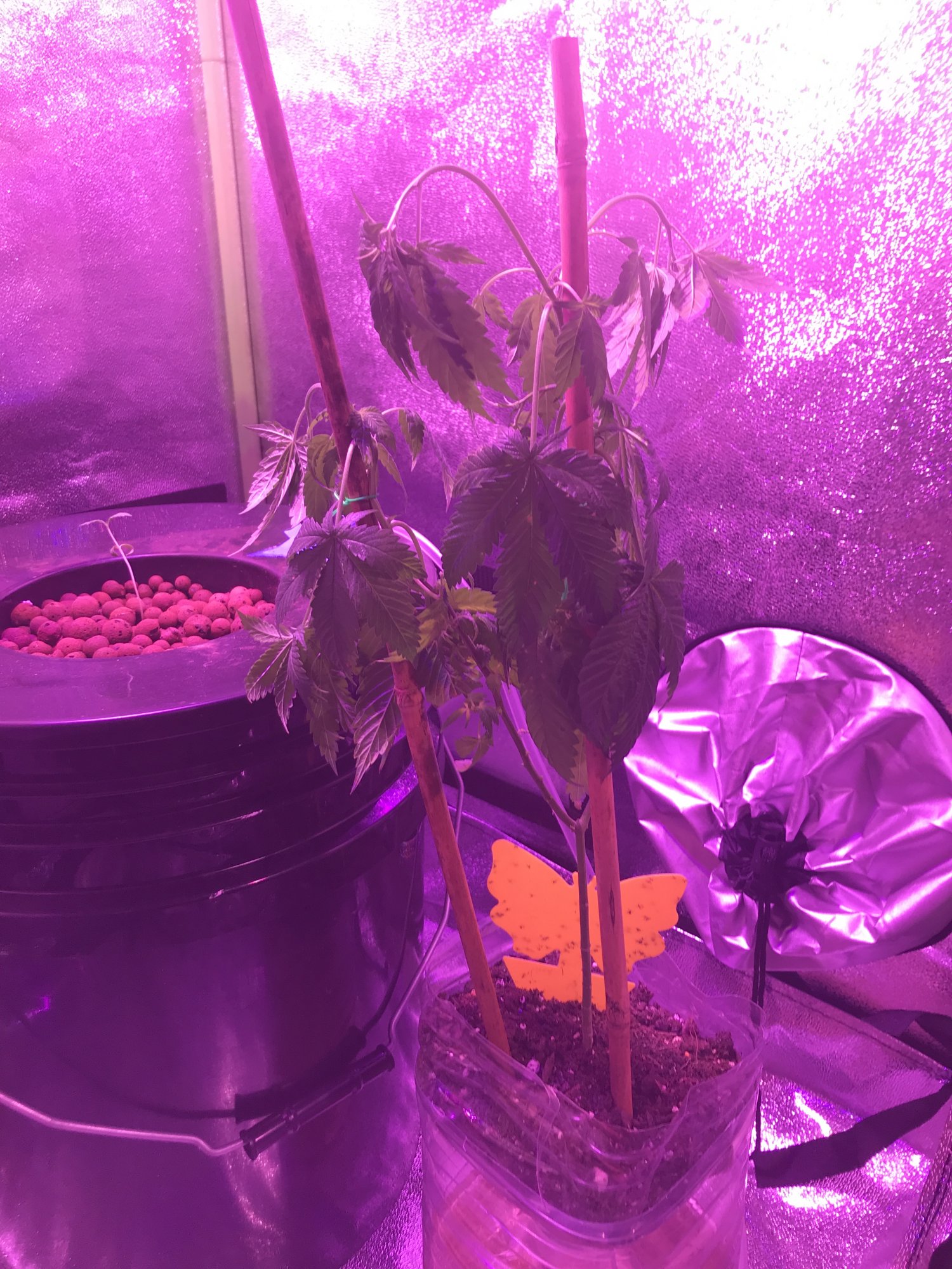 Droopy hydroponicsoil cannabis plant need help plz