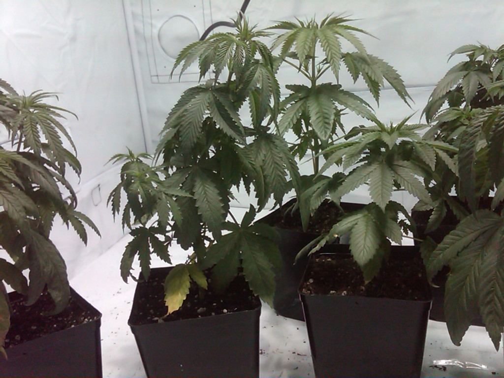 Droopy leaves and h problem 2