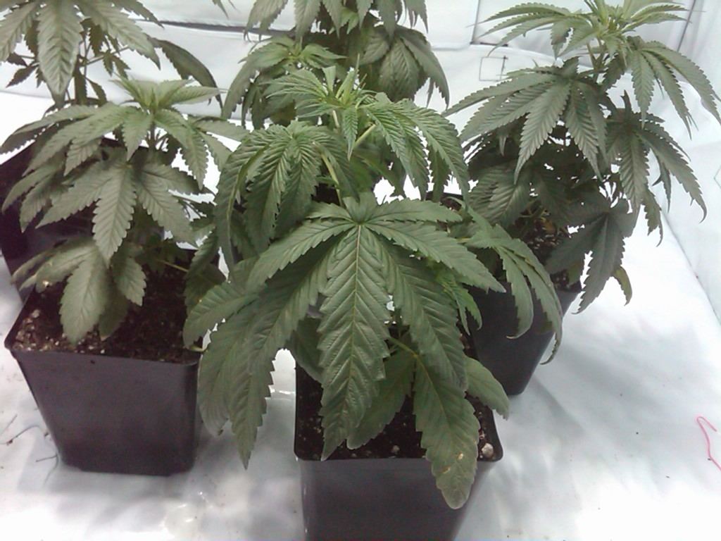 Droopy leaves and h problem 3