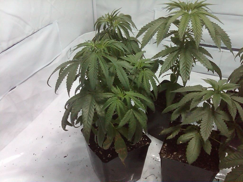 Droopy leaves and h problem 4