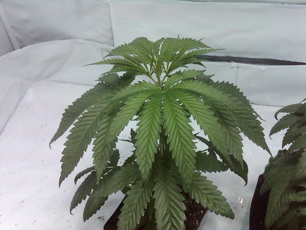 Droopy leaves and h problem