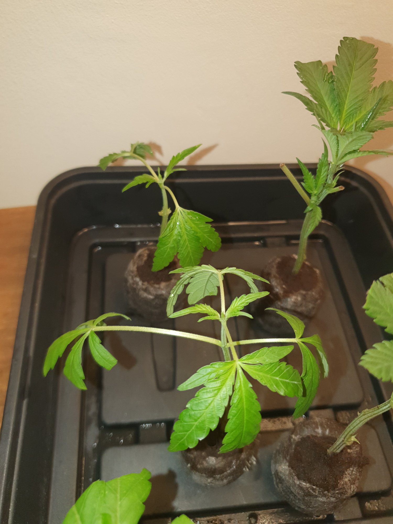 Droopy leaves on clones