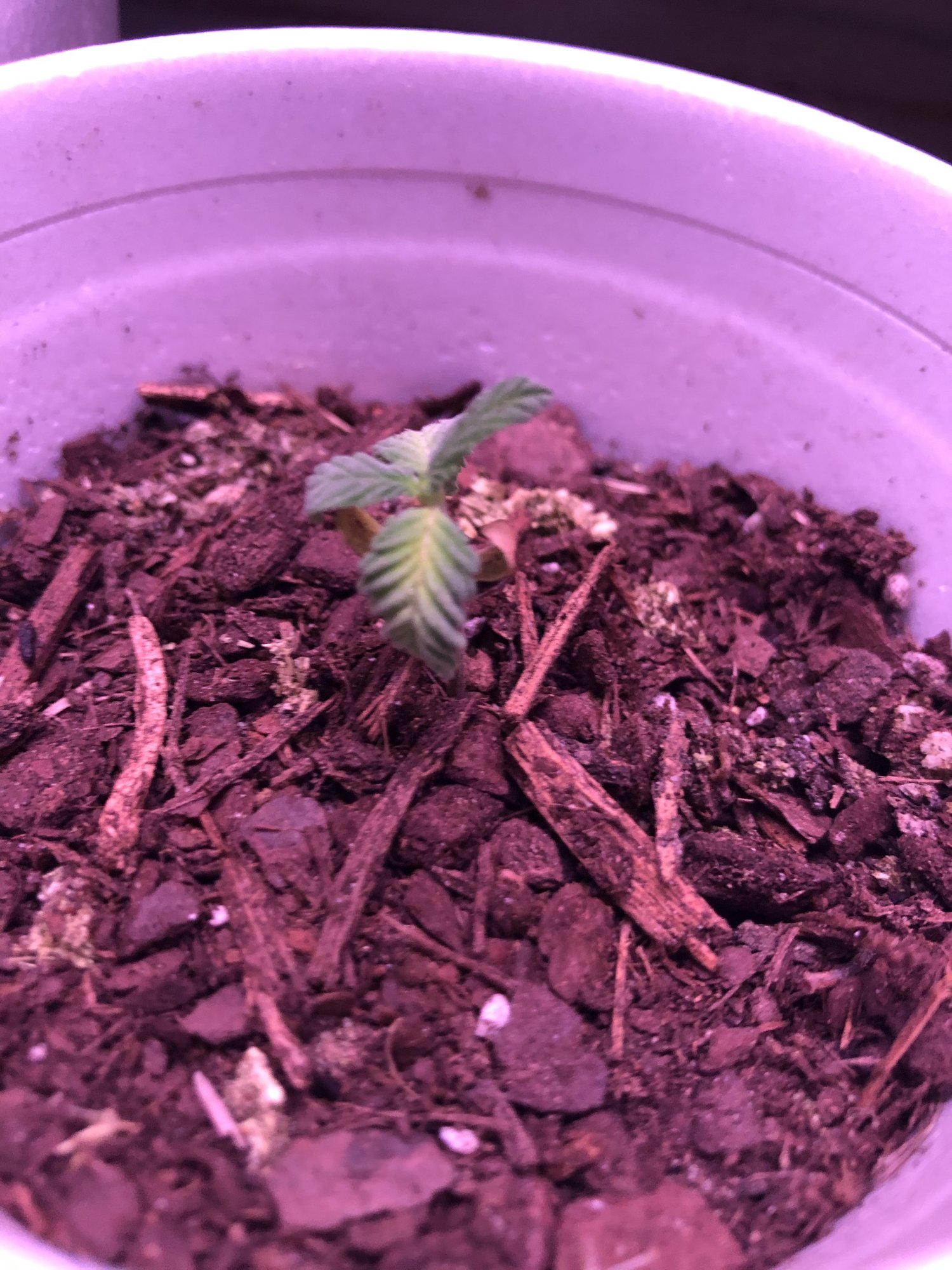 Droopy seedling 2