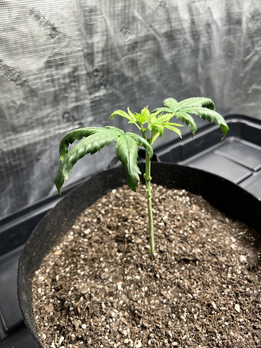 Droopy seedling after topping   can she be saved 2