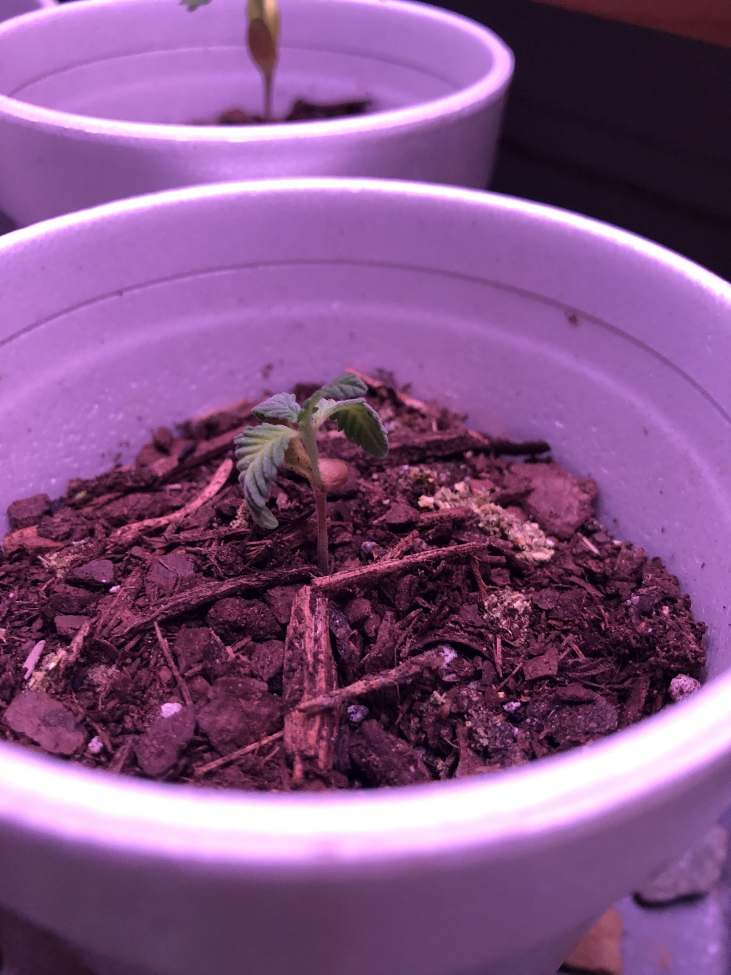 Droopy seedling