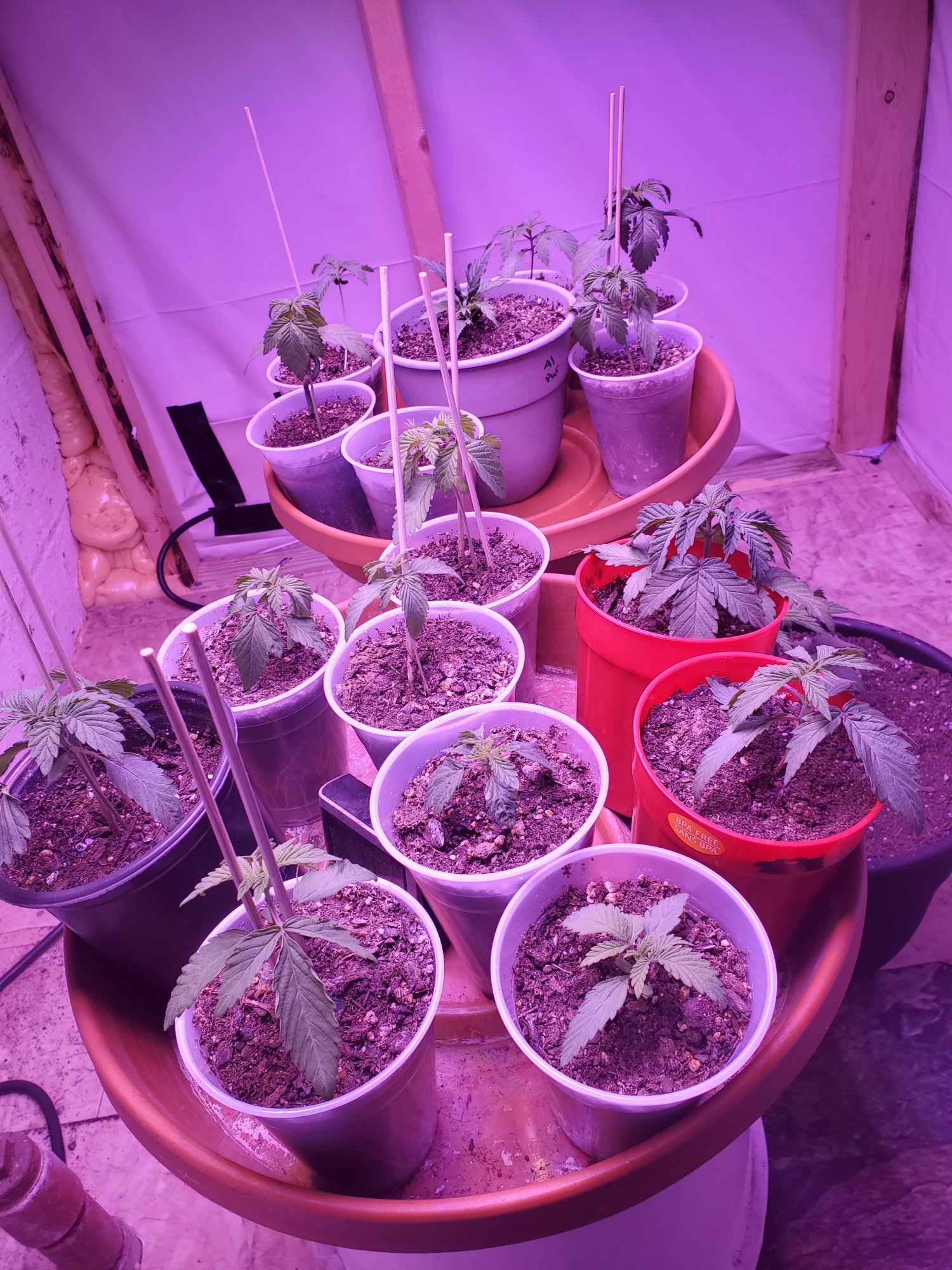 Droopy seedlings